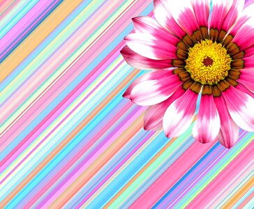Pink summer flower summer plant