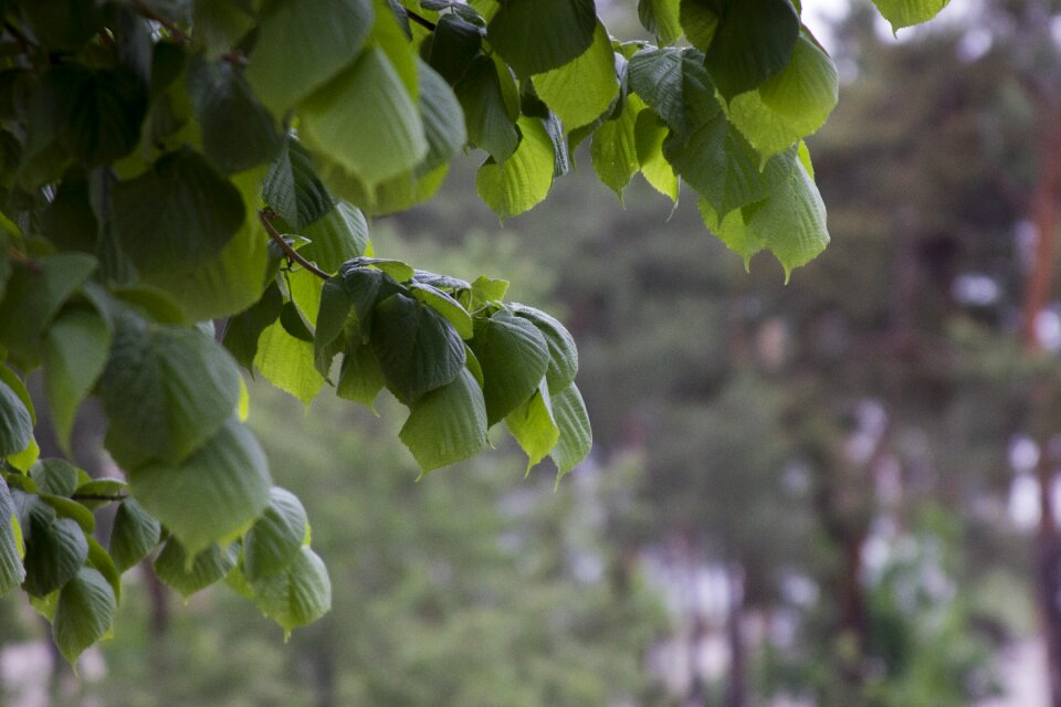 Sheet nature plant