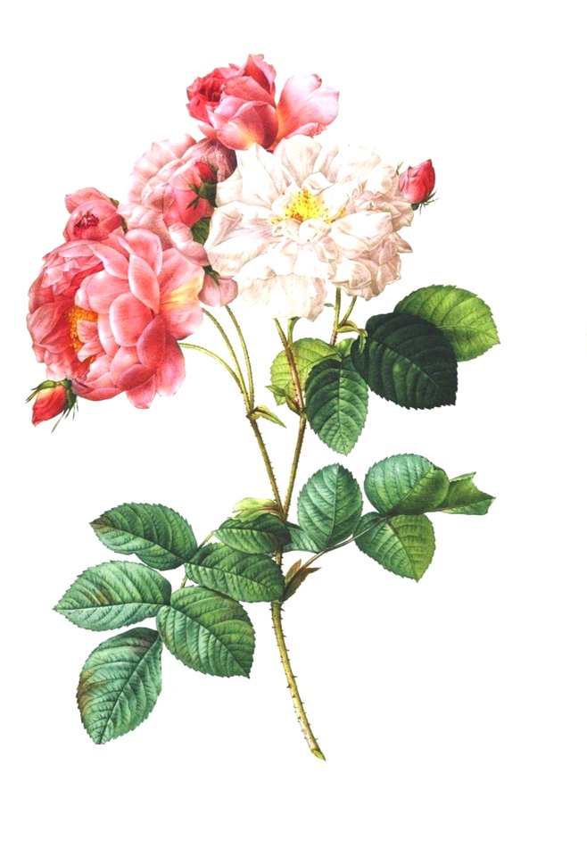Floral antique botanical