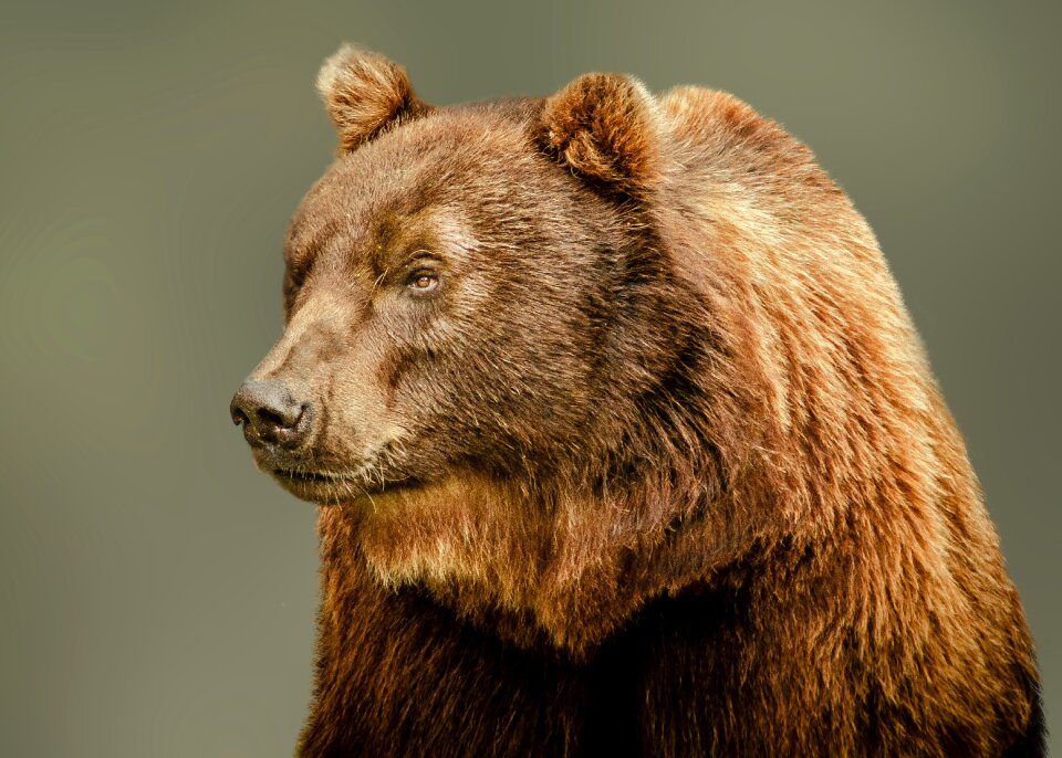 Portrait animal animal portrait