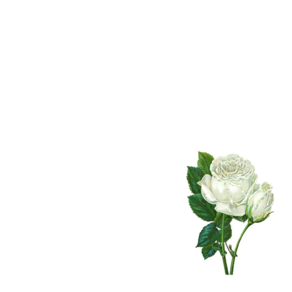 White plant art