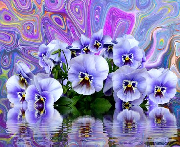 Blossom bloom blue