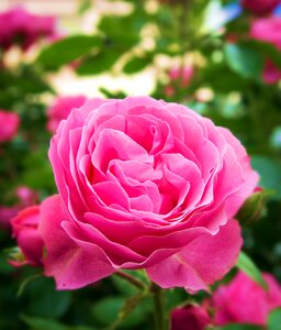 Ornamental shrub english rose pink