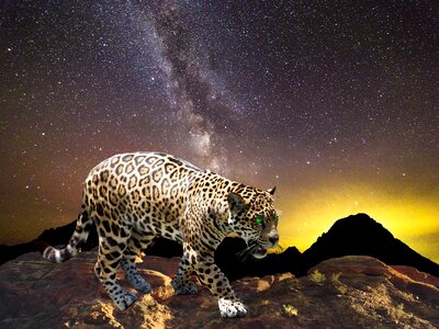 Big cat nature wild animal