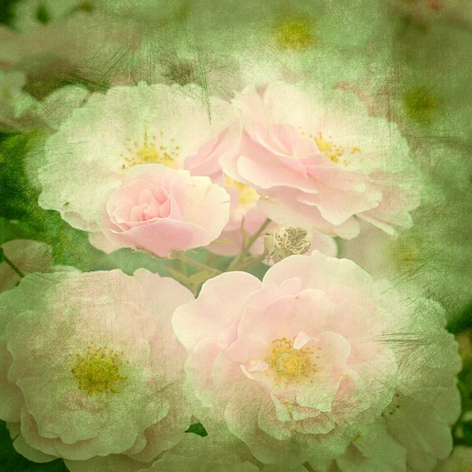 Pink green playful
