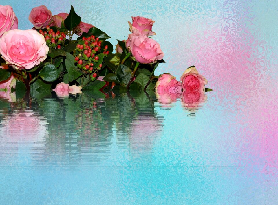 Flower rose blooms rose bloom