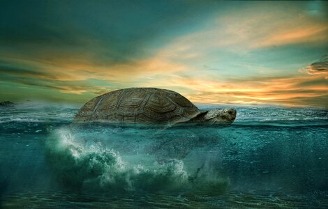 Tropical underwater nature