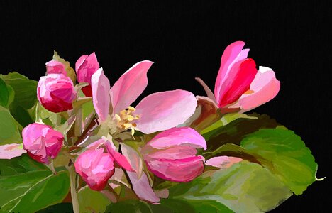 Blossom bloom pink