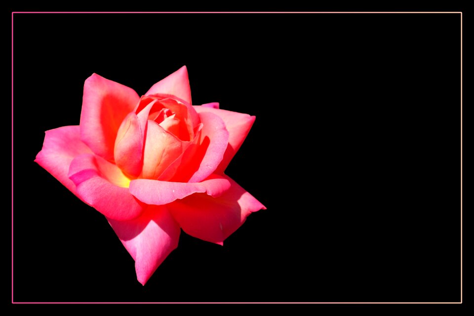 Blossom bloom rose blooms