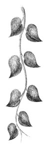 The leaves of the branch illustration sketch