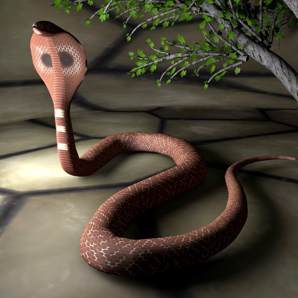 Species cobra close up