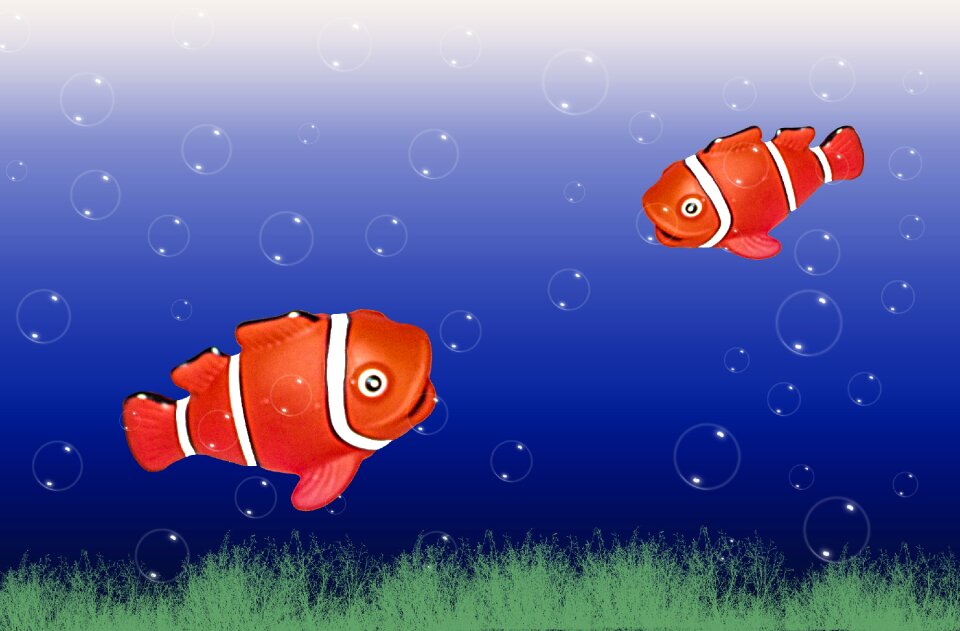 Fish swarm underwater world coral fish