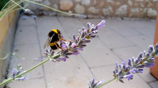 Flowering plant animals
