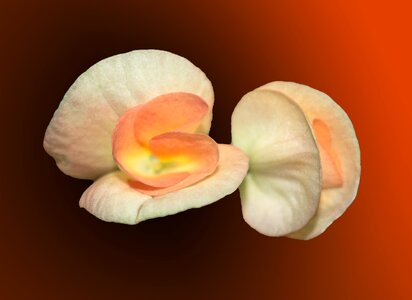 Floral petal Free illustrations
