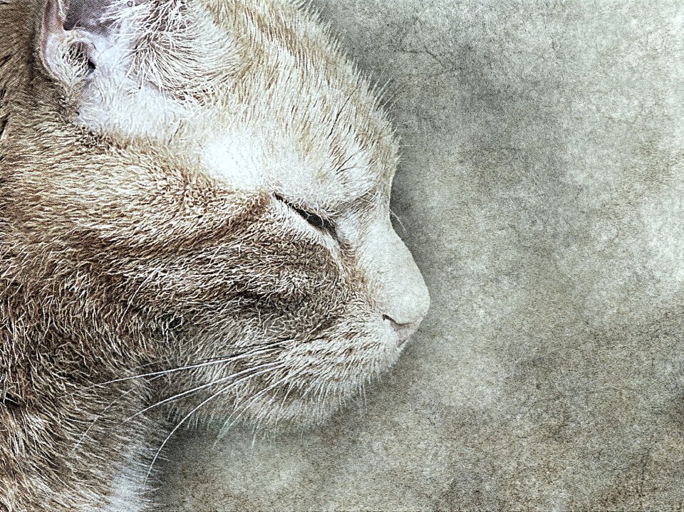 Abstract vintage animal