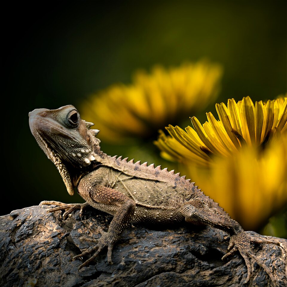 Forest dragon endangered nature