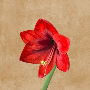 Amaryllis drawing Free illustrations