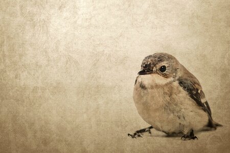 Sperling background Free illustrations