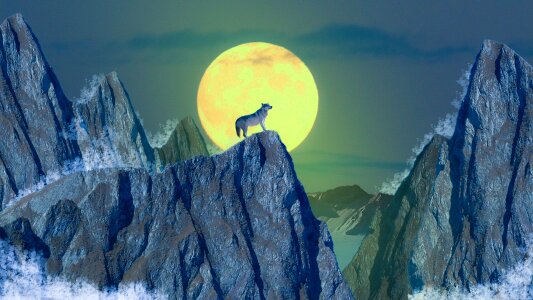 Animal wild nature