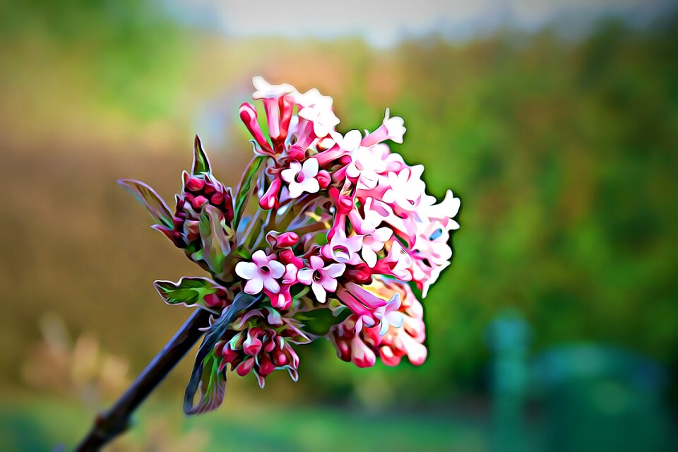 Plant nature flowers