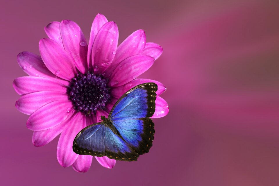 Pink butterfly summer flowers