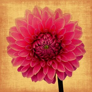 Blossom bloom canvas