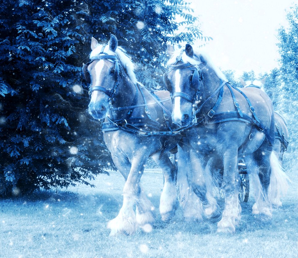 Vintage winter nature