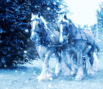 Vintage winter nature