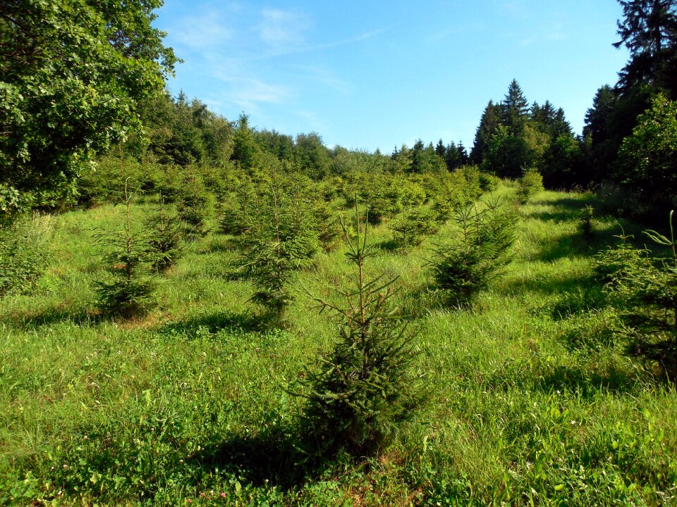 Young forestry conifers