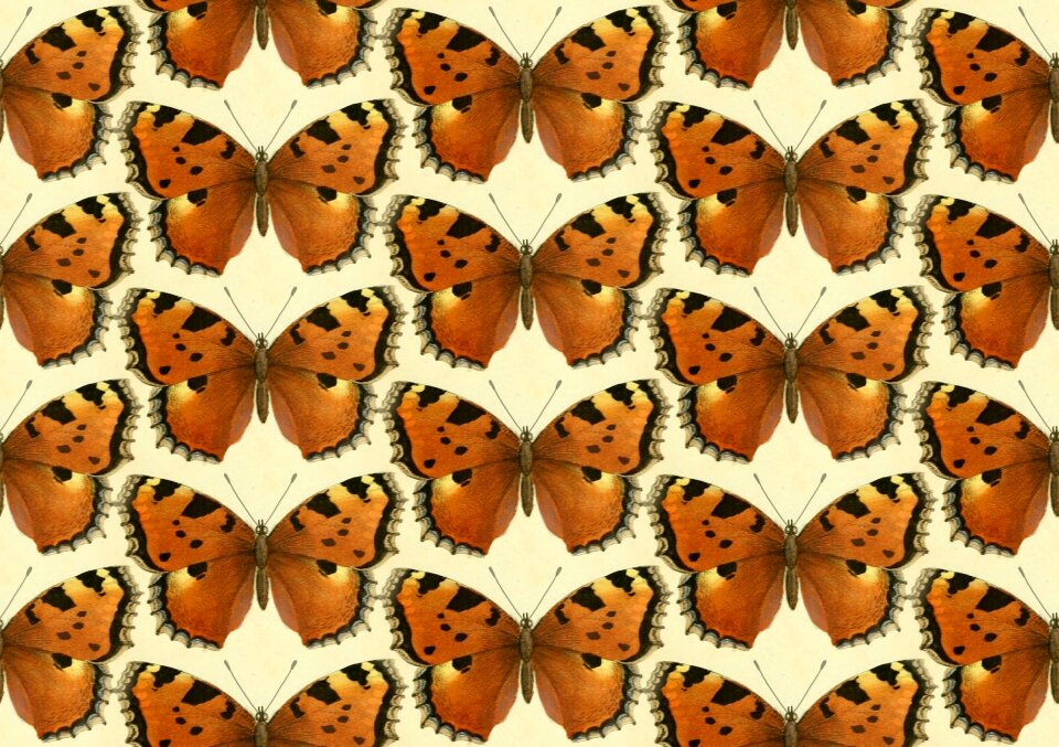Animals brown butterfly Free illustrations