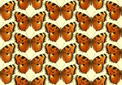 Animals brown butterfly Free illustrations