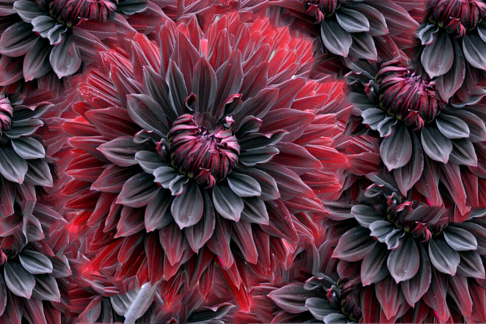 Creative flower blossom