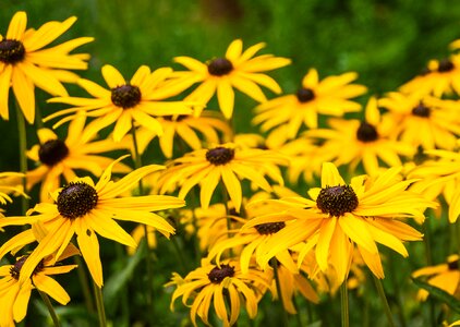 Basket flower greenhouse yellow rudbeckia