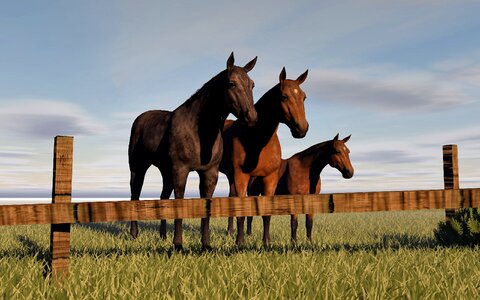 Meadow pasture horse head