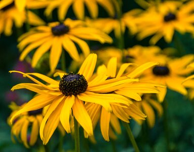 Basket flower greenhouse yellow rudbeckia