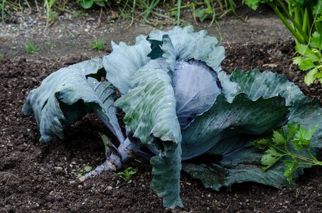 Violet blue food