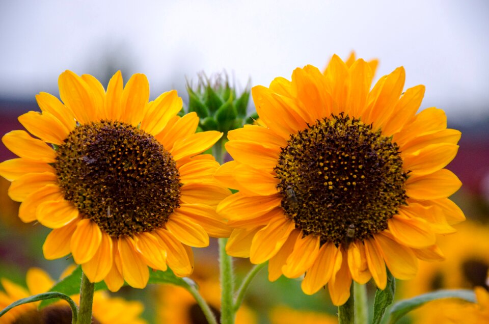 Summer flower plant