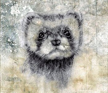 Watercolour gray watercolor gray drawing