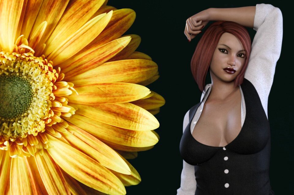 Flower daisy Free illustrations