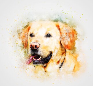 Animal portrait art