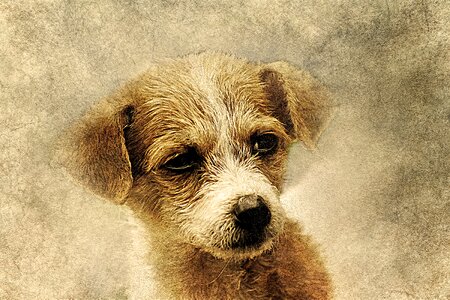 Abstract pet cute