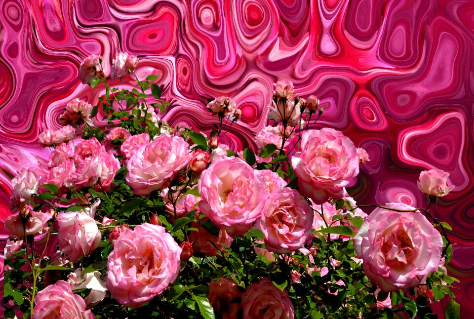 Pink romantic blossom