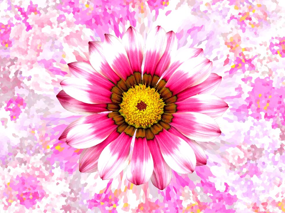Flower blossom bloom