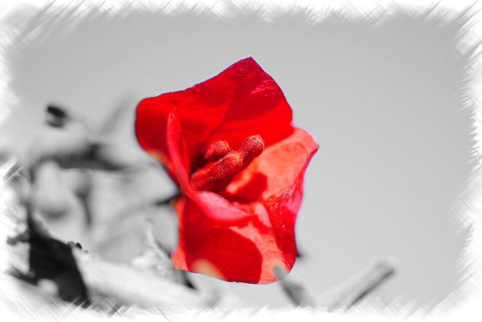 Petals color Free illustrations