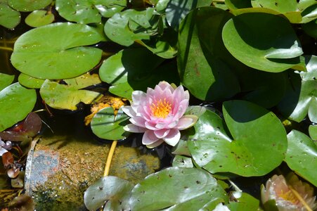 Rosa aquatic plants spring