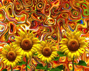 Yellow flower blossom