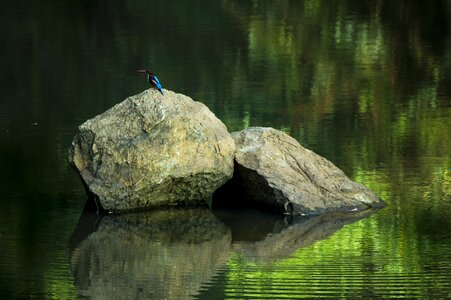 Green wild kingfisher
