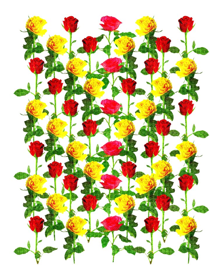Romance flower valentine's day