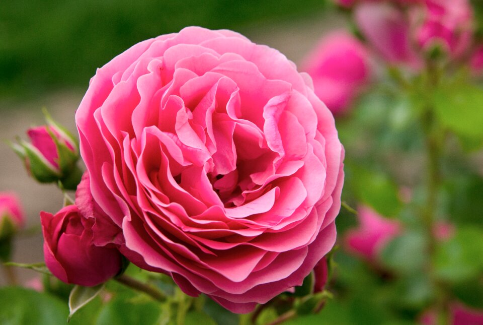 Ornamental shrub english rose pink