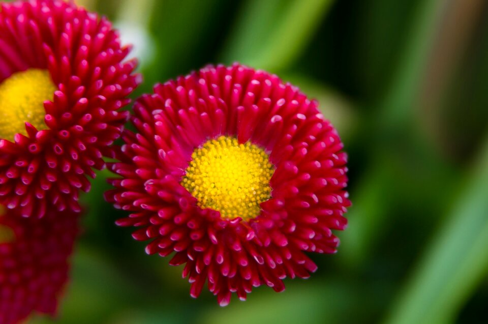 Asteraceae bellis perennis cv blossom